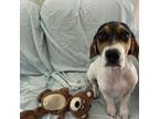 Adopt Prue a Beagle