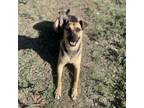 Adopt Lucille a German Shepherd Dog, Mixed Breed