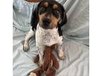 Adopt Piper a Beagle