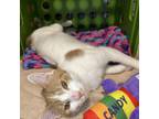 Adopt Ava a Domestic Short Hair