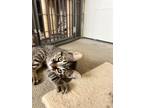 Adopt Crunchwrap a Tabby