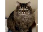 Adopt Lyra a Domestic Short Hair, Domestic Long Hair