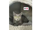 Adopt Jill a Russian Blue, Domestic Short Hair