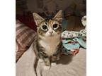 Adopt Denali a Domestic Medium Hair