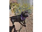 Adopt Xena a Cane Corso