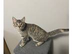 Adopt Kylie Jenner a Tabby, Domestic Short Hair