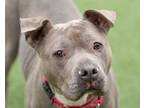 Adopt Icee a Pit Bull Terrier, Mixed Breed