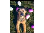 Adopt Frida a Airedale Terrier, Shepherd