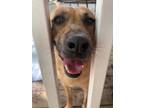 Adopt Destiny a Cattle Dog