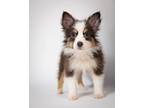 Adopt Daisy a Australian Shepherd