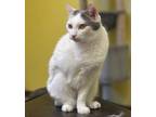 Adopt Chloe a Domestic Short Hair