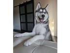 Adopt Sacha a Siberian Husky