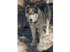 Adopt Poppy a Siberian Husky