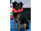 Adopt Schluter a Japanese Chin, Miniature Pinscher