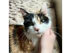 Adopt Birdie a Domestic Medium Hair