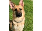 Adopt Samantha a German Shepherd Dog