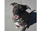 Adopt Roxy a Staffordshire Bull Terrier