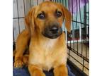 Adopt Curly Sue a Black Mouth Cur