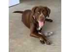 Adopt [phone removed] "Claudia" a Chocolate Labrador Retriever...