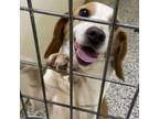 Adopt Nellie a Beagle