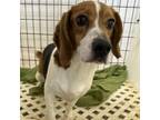 Adopt Kona a Beagle