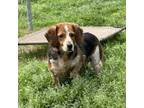 Adopt Nora a Beagle