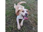 Adopt Francine a Beagle