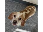 Adopt Francine a Beagle
