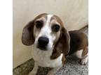 Adopt Ocean (waiting on sponsor) a Beagle