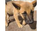 Adopt Mallie-gator a Shiba Inu, Belgian Shepherd / Malinois