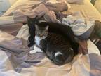 Adopt Skye and Luna - Mom and Daughter a Domestic Short Hair