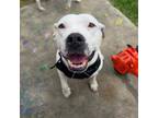 Adopt Giselle a Staffordshire Bull Terrier
