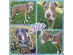 Adopt Nellie a Pit Bull Terrier, Labrador Retriever