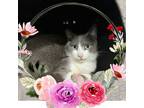 Adopt Lilly a Domestic Short Hair