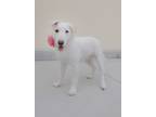 Adopt Barbie a Bull Terrier