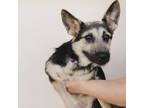 Adopt Elora a Skye Terrier, German Shepherd Dog