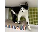 Adopt Tinkerbelle a Domestic Short Hair