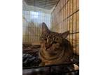 Adopt River a Domestic Short Hair