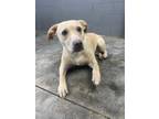 Adopt T548 a Labrador Retriever