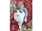 Adopt Lilly a Domestic Short Hair, Tabby