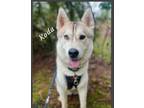 Adopt Koda a Siberian Husky