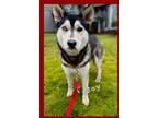 Adopt Joy a Husky