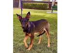 Daisy Doberman Pinscher Puppy Female