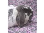 Adopt LIGHTNING a Bunny Rabbit