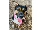 Adopt TJ a Australian Shepherd, Mixed Breed