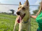 Adopt SHAWN a German Shepherd Dog, Siberian Husky