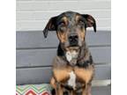 Adopt Remy a Catahoula Leopard Dog