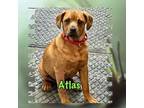 Adopt Atlas a Terrier