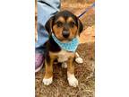 Adopt Buddy a Hound, Catahoula Leopard Dog