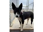 Adopt Mitch a Border Collie